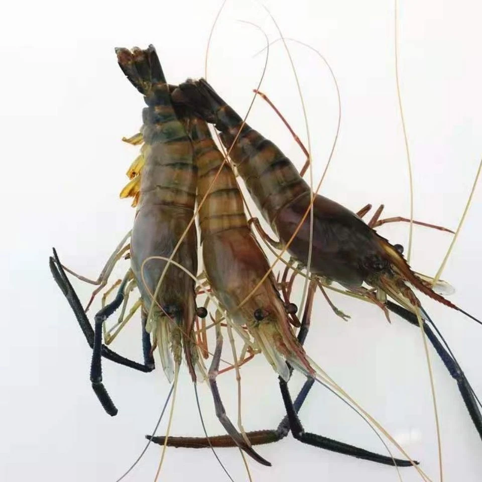 鲜活罗氏虾2～3斤 （保鲜不保活）