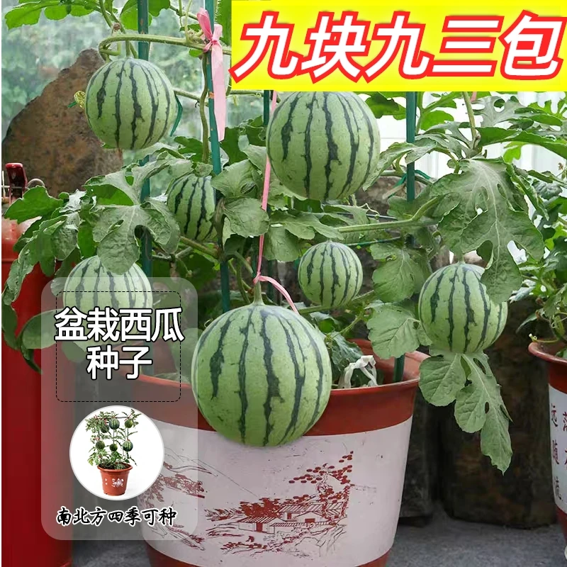 【冰糖小西瓜】种子盆栽西瓜四季阳台可种小院香甜