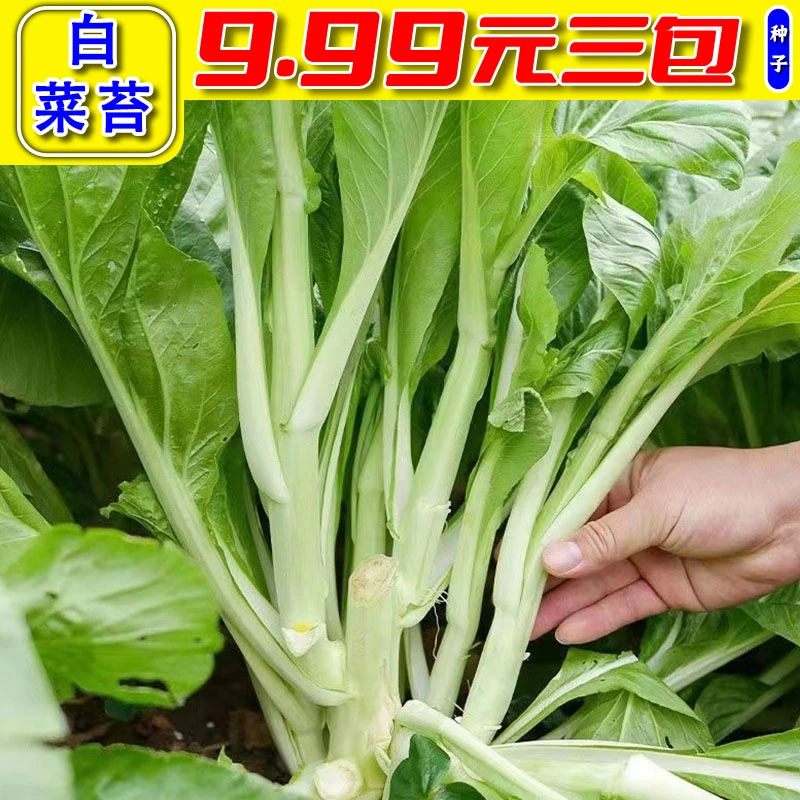 【速生白菜苔】四季可种阳台家庭种植脆嫩可口地盆栽