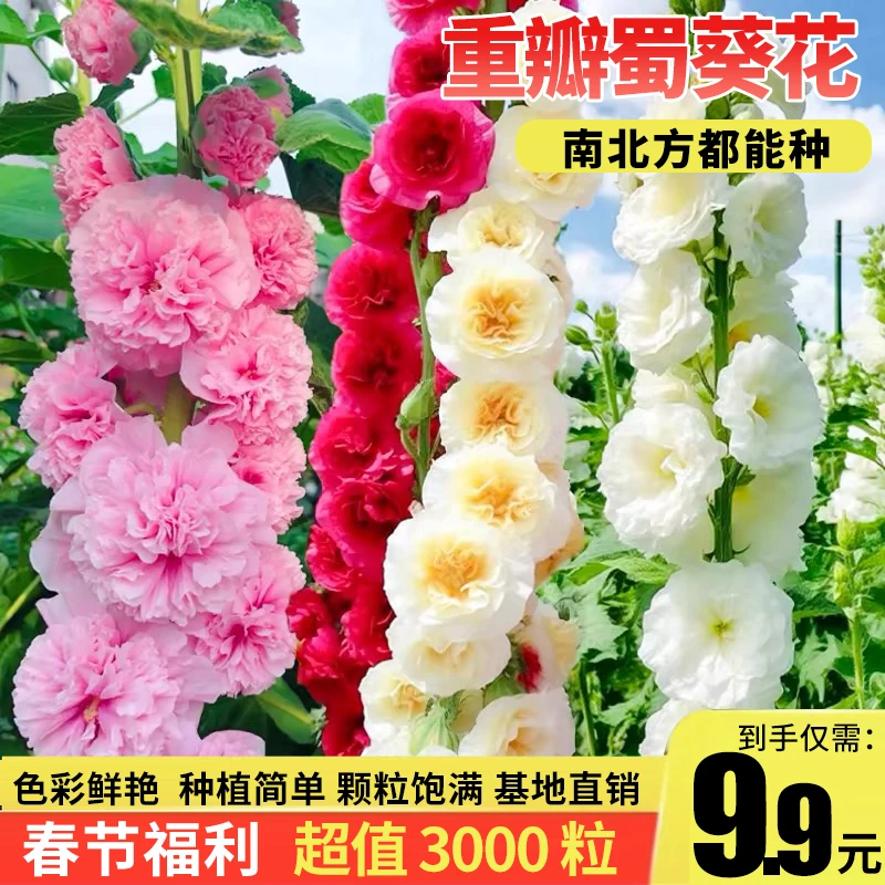 重瓣糖果蜀葵花种子四季播种开花室外种植栽培花