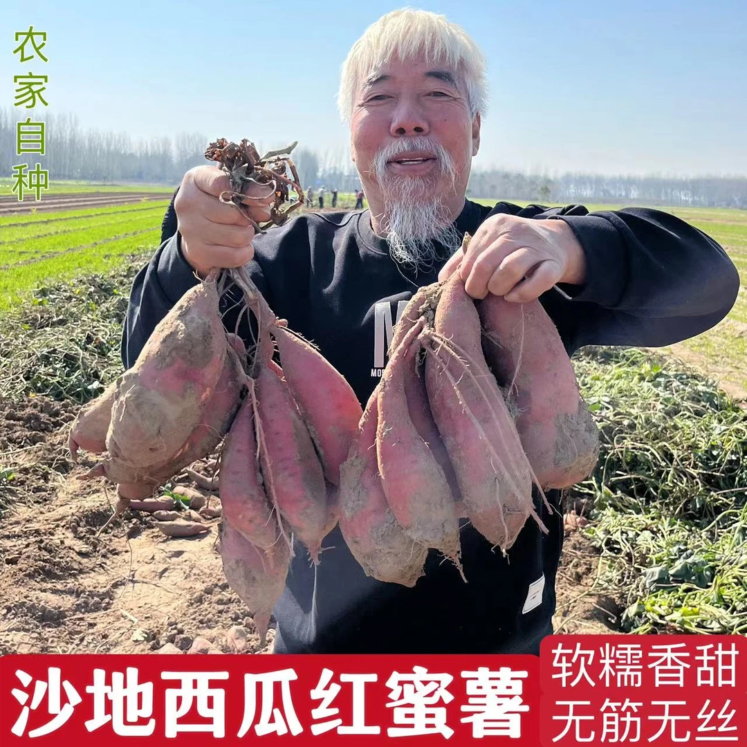 5斤河南沙地西瓜红蜜薯烤红薯地瓜软糯香甜蒸煮烤红笤宝宝辅食