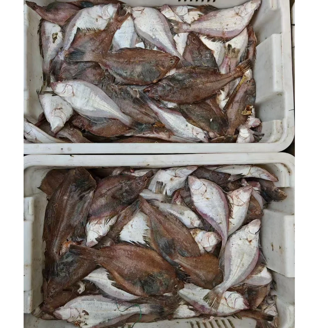 青岛本地野生海捕偏口鱼长脖鱼净重4斤京东发货当地水产