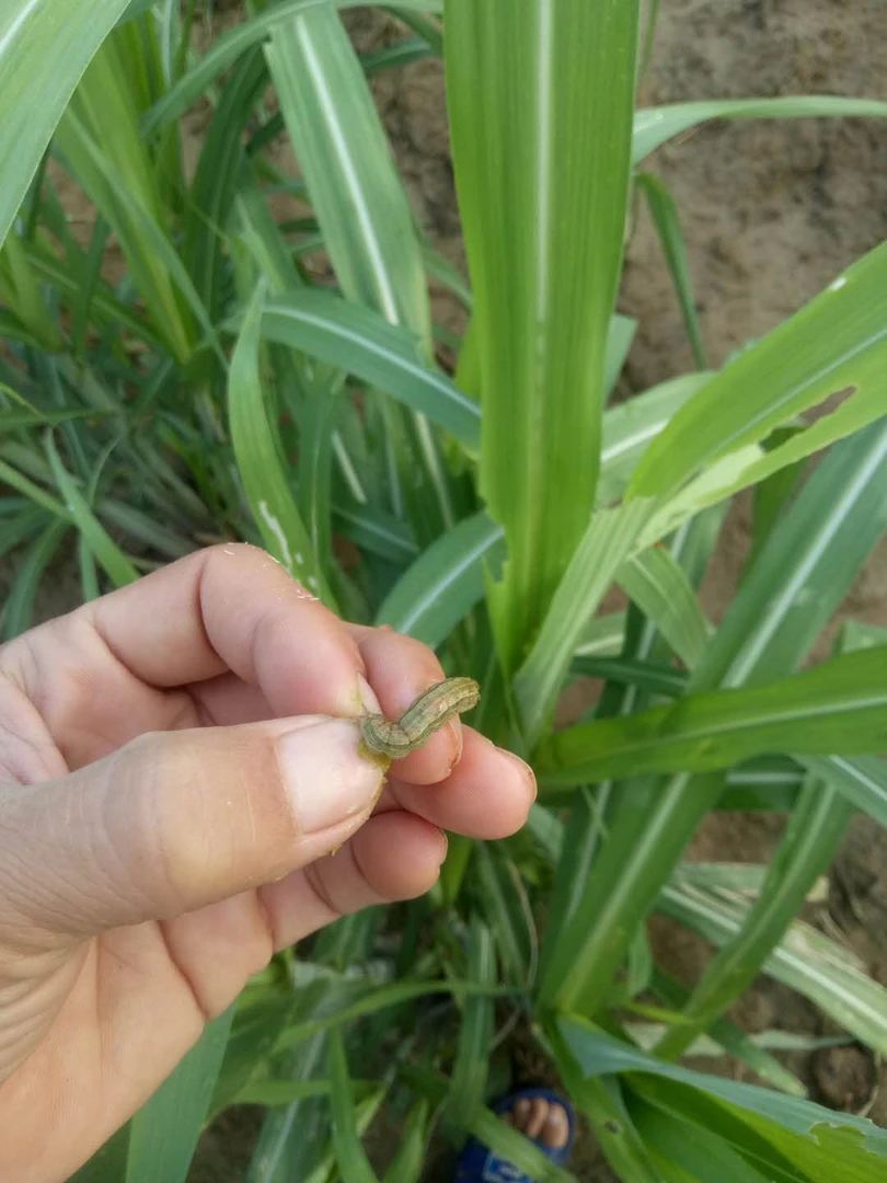 甘蔗钻心虫螟虫食心虫防治甘蔗害虫一喷全灭杀虫百虫通用型