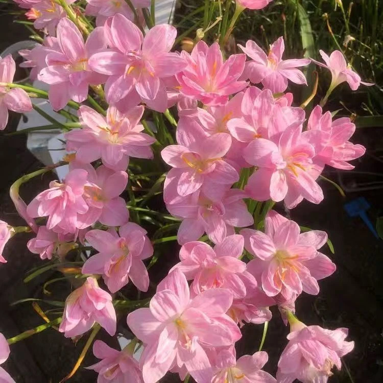 重瓣风雨兰种球四季庭院阳台盆栽花卉耐热耐寒植物风雨花葱兰栽种