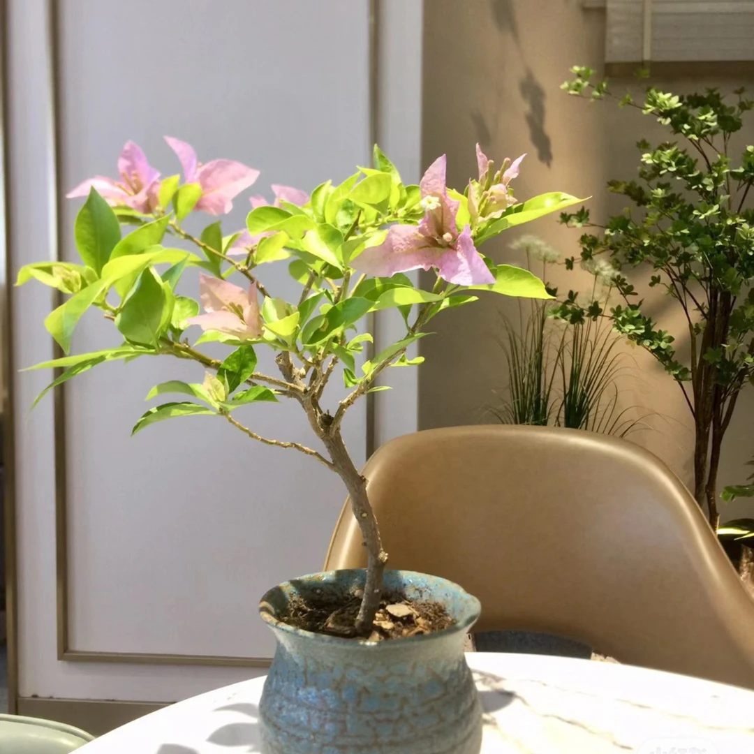 金夫人实物施肥三角梅四季勤花阳台庭院爬藤绿植花卉盆栽发货种植