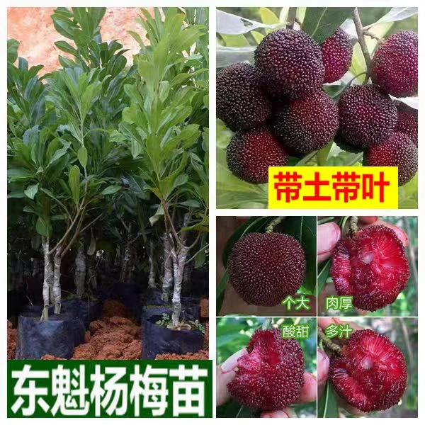 杨梅树苗嫁接苗六月东魁杨梅苗黑炭杨梅正宗品种南方庭院种植带叶