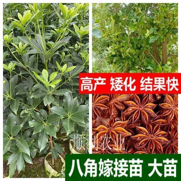 八角嫁接苗2棵10棵大苗八果树苗食用大料茴香苗广西大红罗马二妞