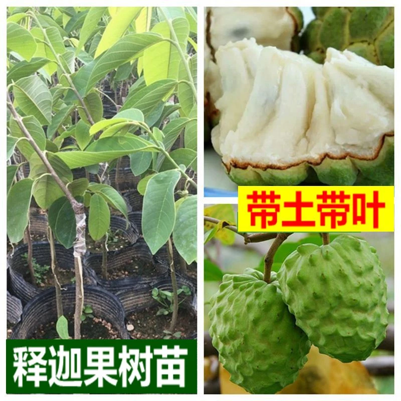 释迦果树苗嫁接台湾凤梨释迦番荔枝南方种水果果苗绿色植物