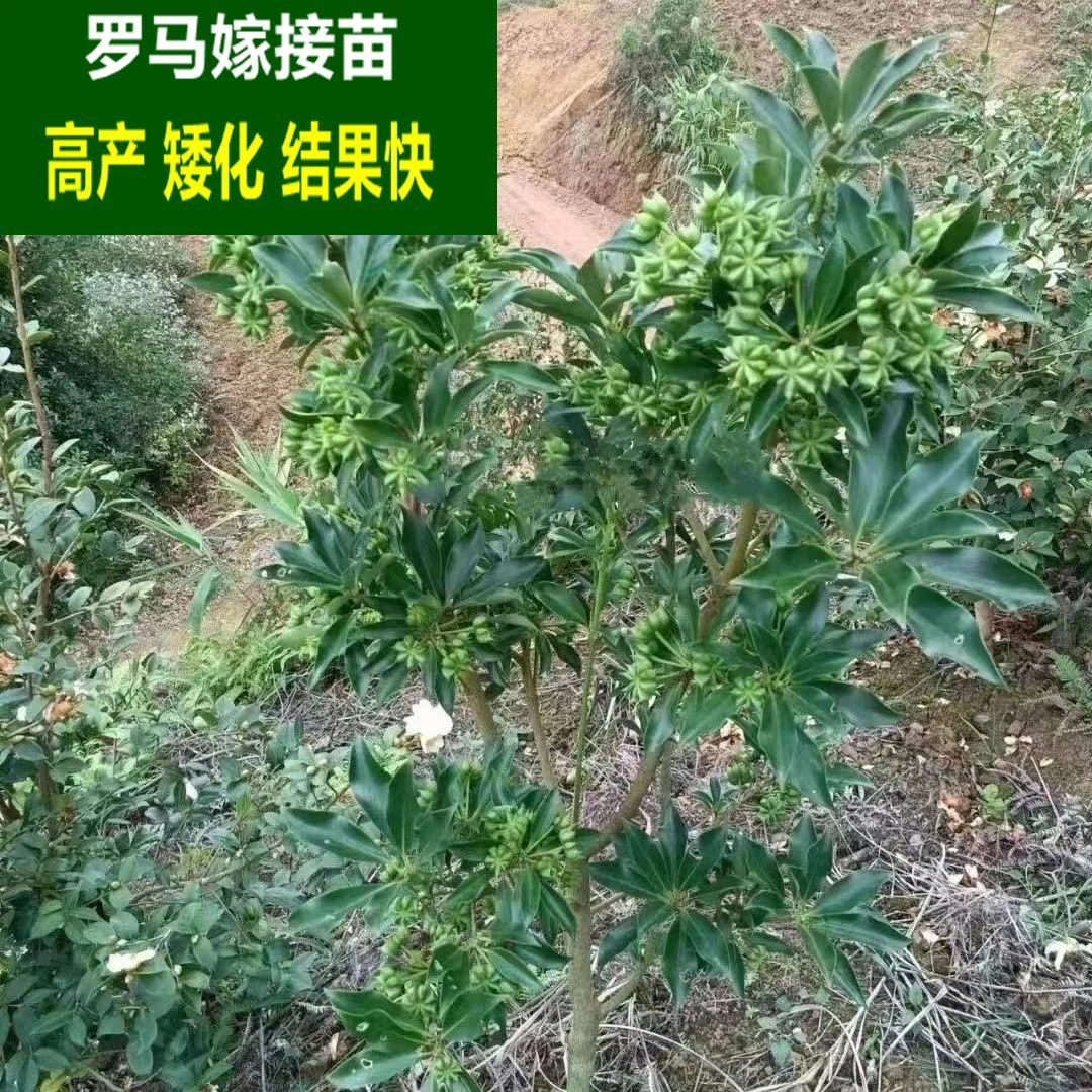 低价批发广西八角嫁接苗罗马东荣二妞10棵50棵高产矮化八果木树苗