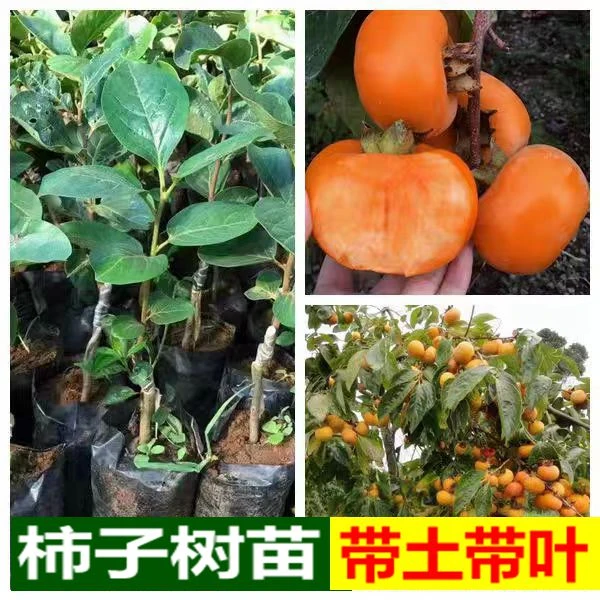 柿子树苗甜脆柿子苗嫁接甜柿子苗摘下来直接吃的柿子果树带土带叶
