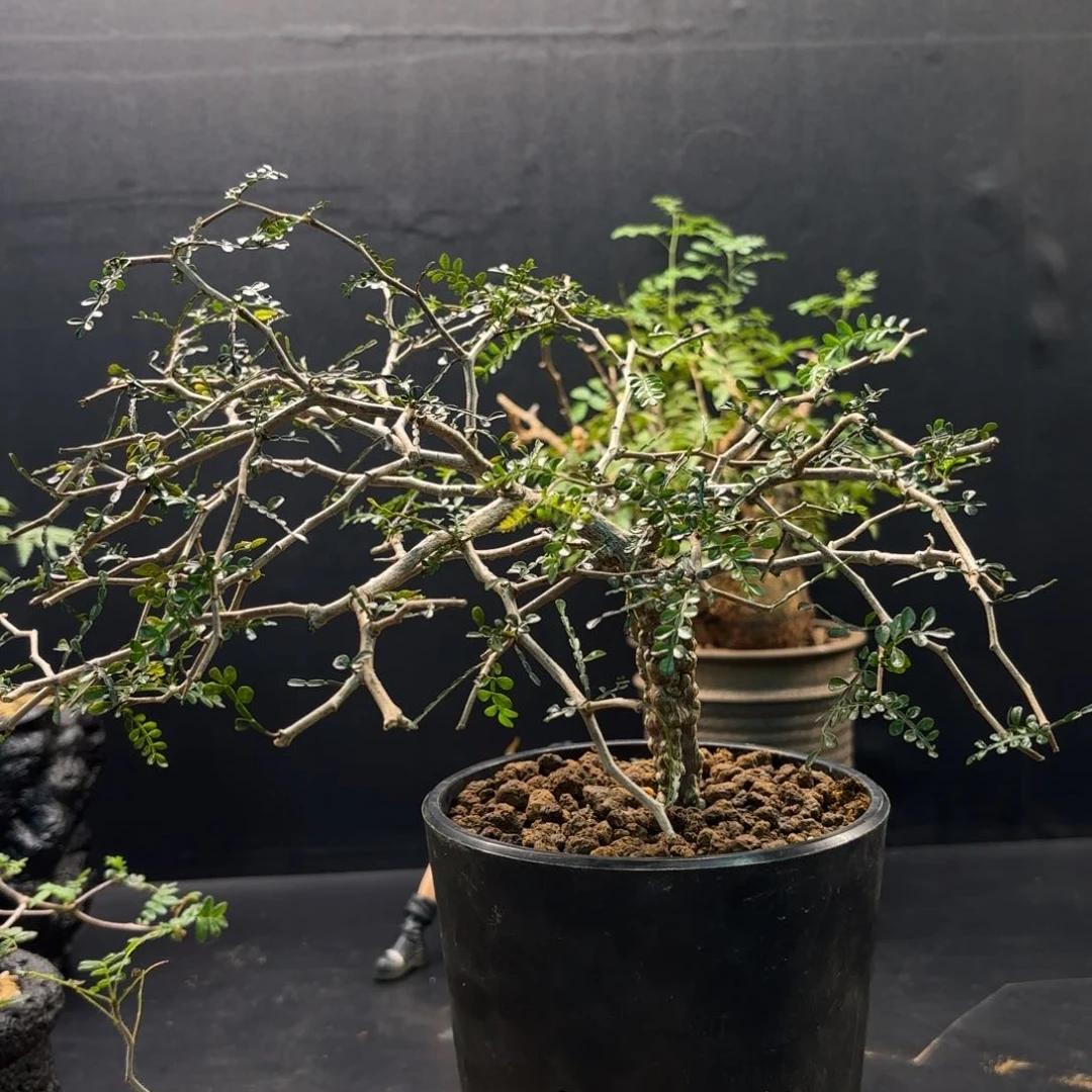 象足漆树哈哈哈哈