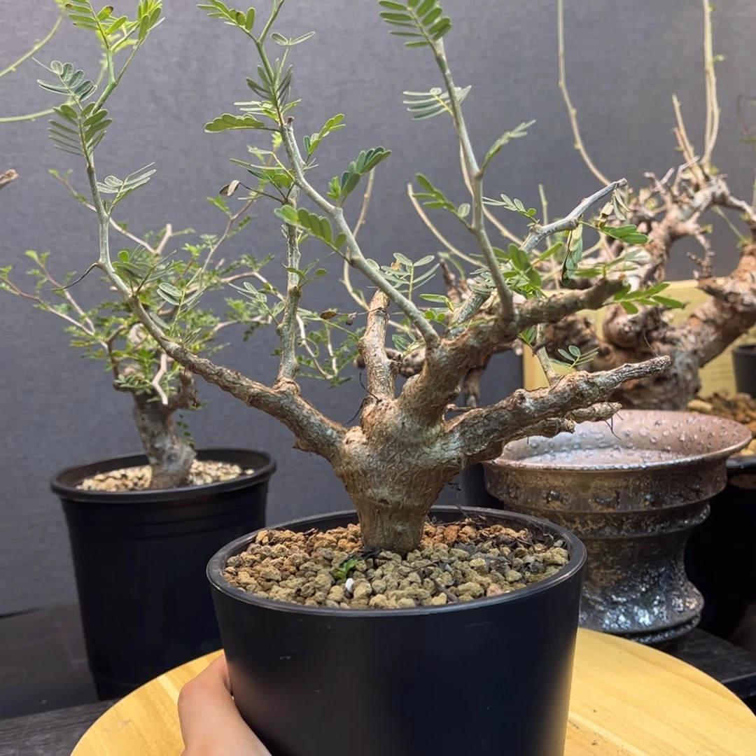 沙漠苏木实生带盆土