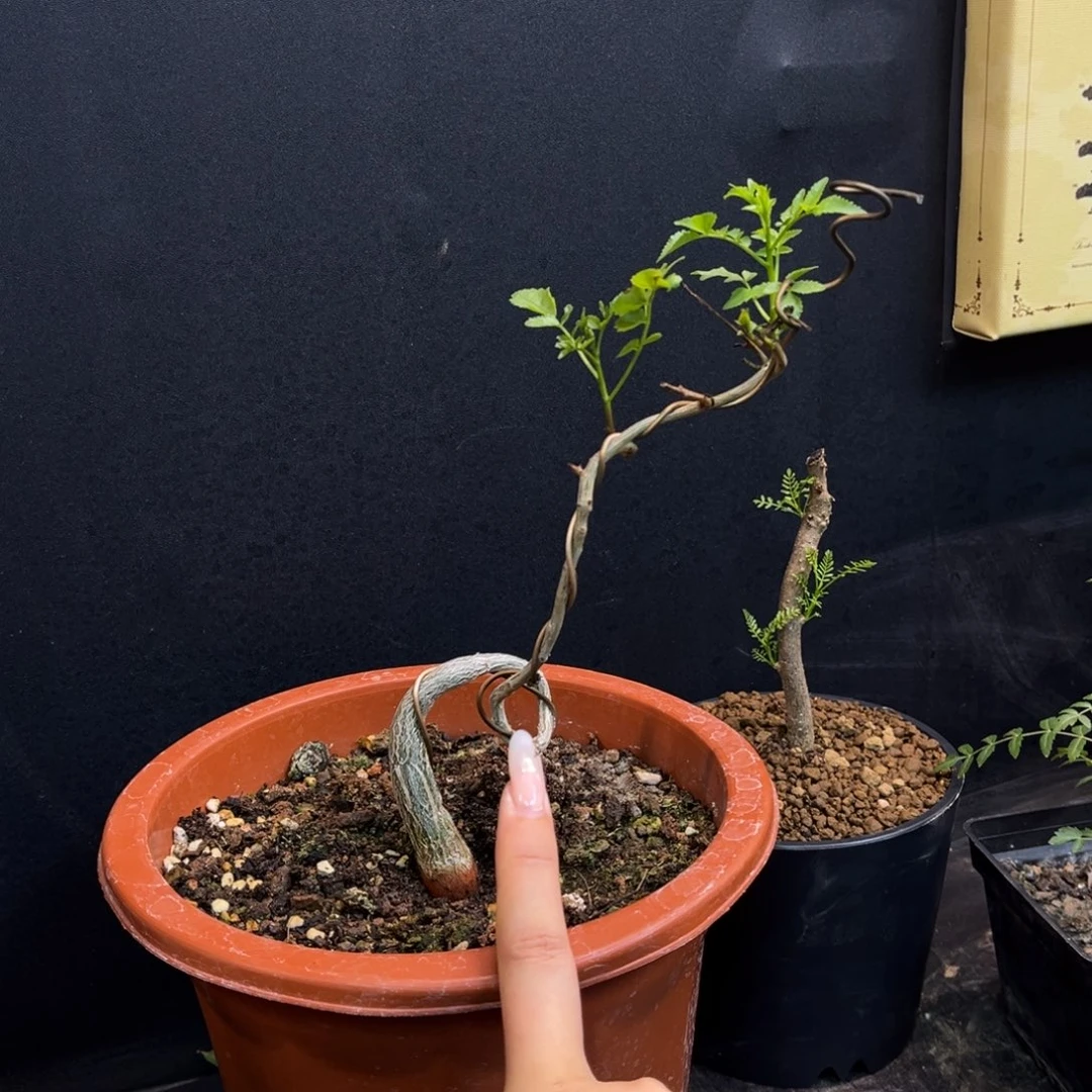 芳香裂榄实生特惠。