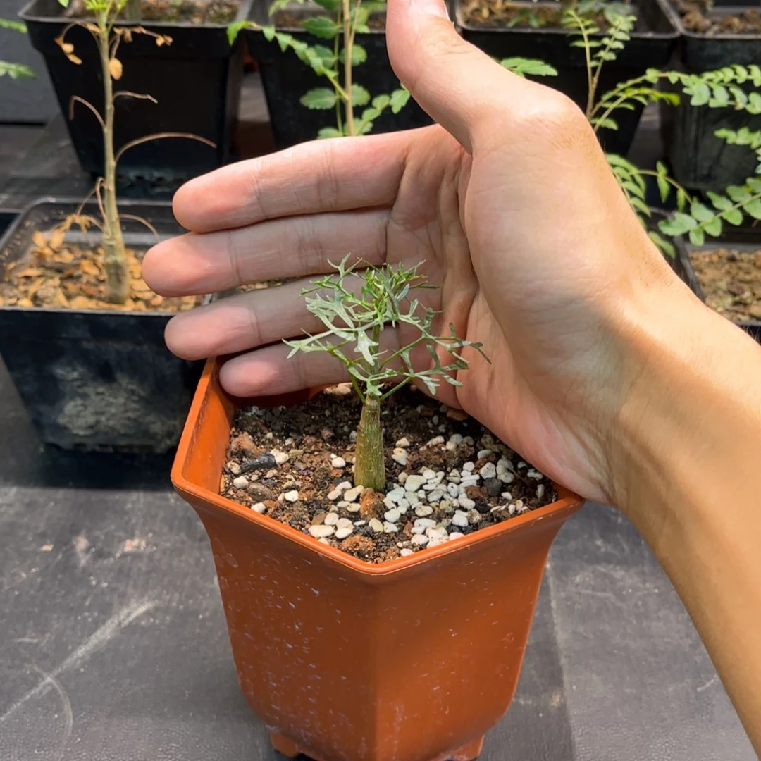 鹿角橄榄带盆发货