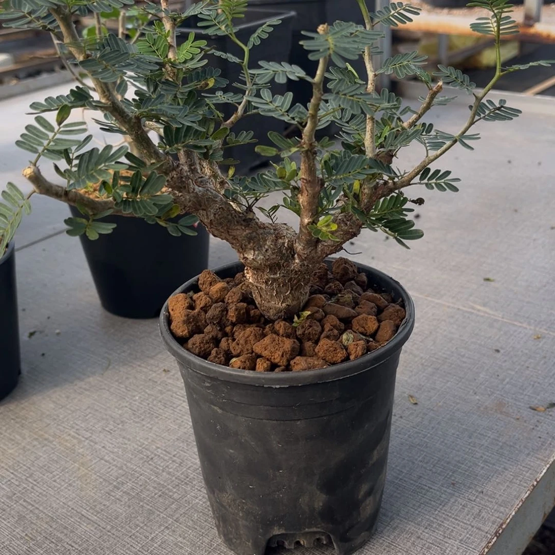 沙漠苏木 带盆发货
