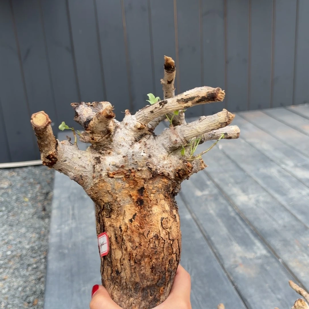 om橄榄寄养包活一物一拍