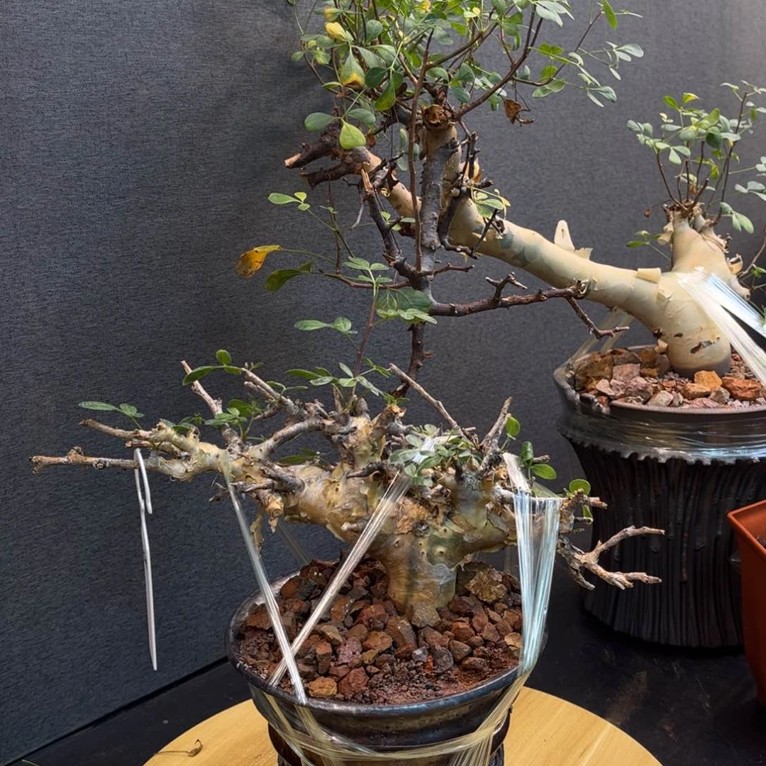 黄金产地熟桩带盆土