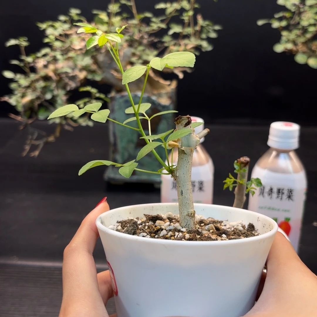 卡塔夫正白皮带盆土扦插