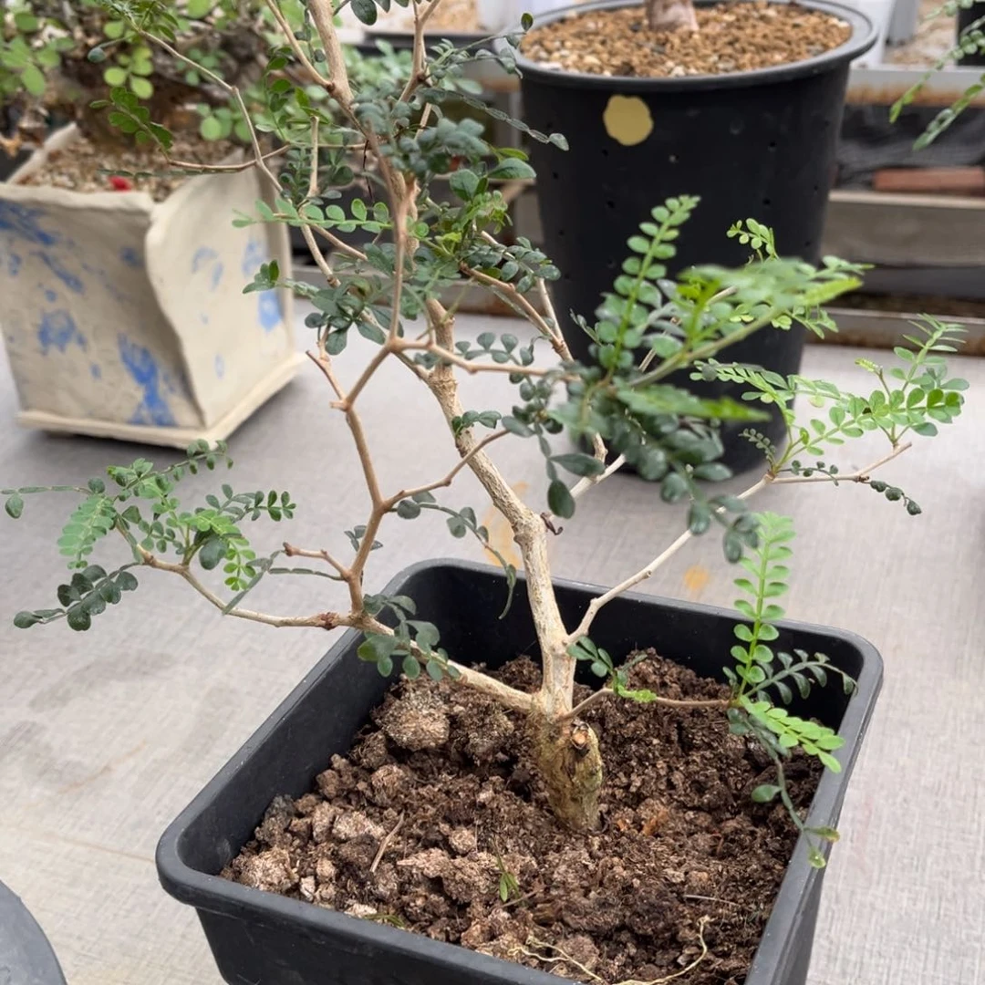 象足漆树实生带盆土