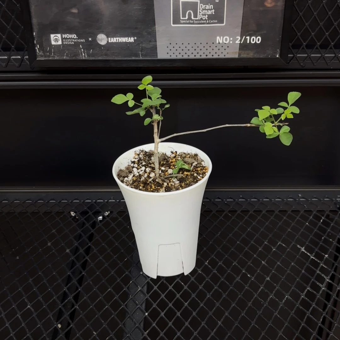 卡塔夫扦插带盆发货