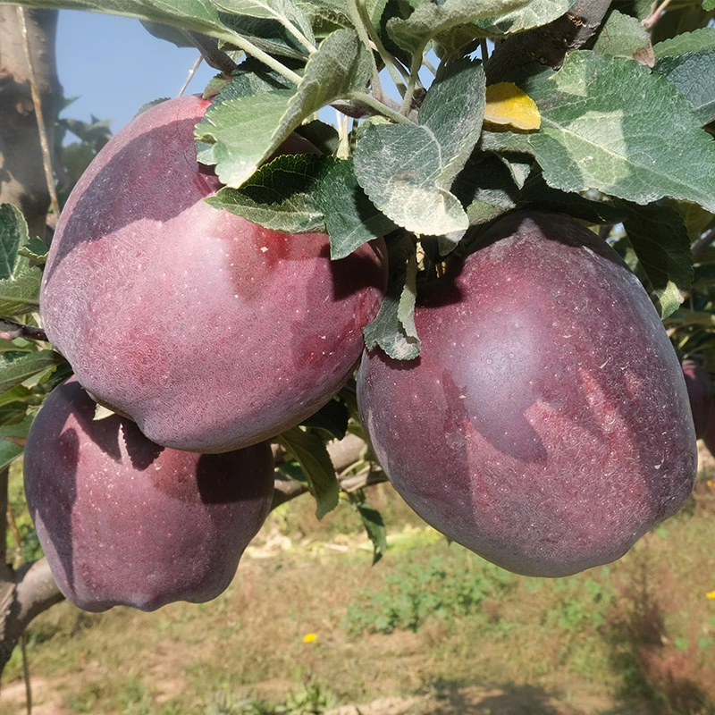 正宗甘肃新鲜应季花牛苹果水果霜降口感苹果好品质自然成熟甜蜜