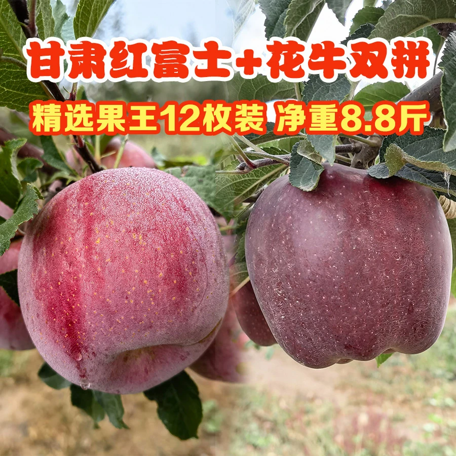 【双拼】甘肃红富士苹果+花牛苹果组合发货 净重九斤 新鲜水果顺丰