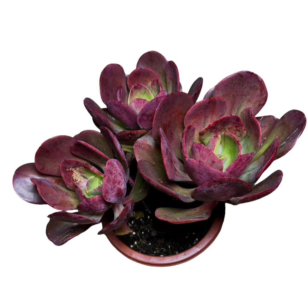 多头大唐玫瑰多肉植物（双头起）