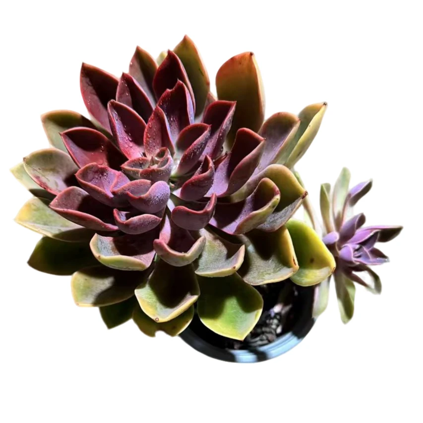 小白杯琼斯多肉植物优质种植售后基地自产自销优选根系鲜活