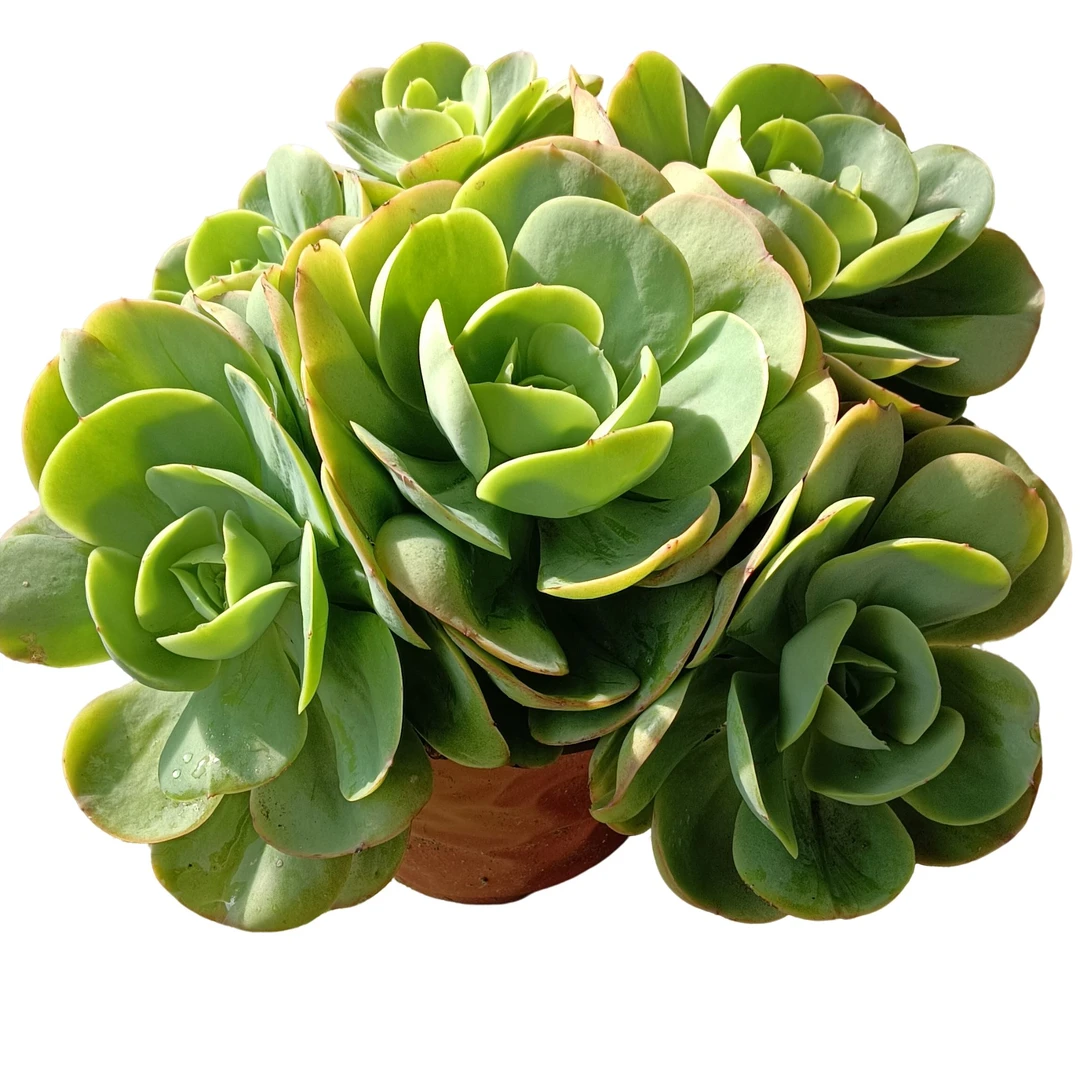 精品鸡蛋碧桃多肉植物优质种植基地自产自销优选根系鲜活