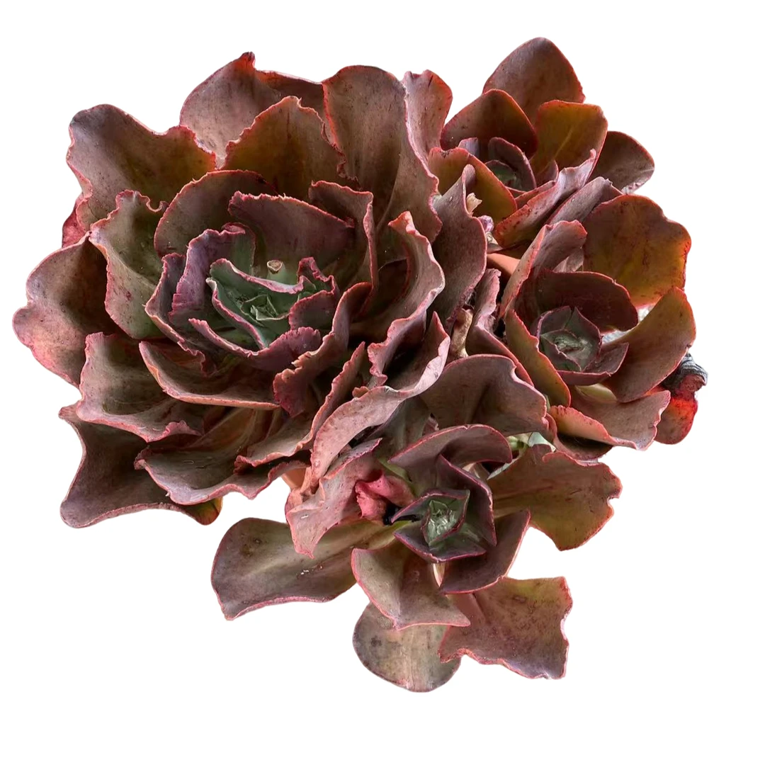 红杯多头大叶秀妍多肉植物精选优质种植售后基地优选根系