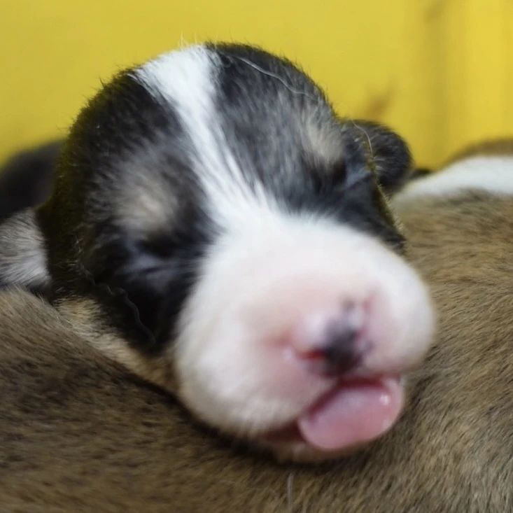 蜜糖湿粮零食冻干系列②