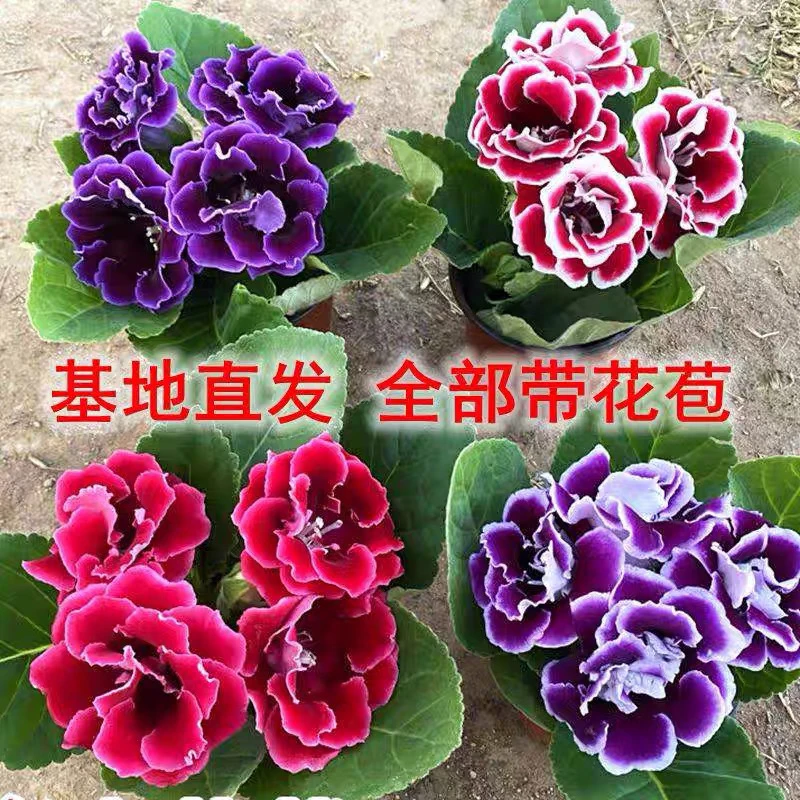重瓣大岩桐花富贵芙蓉花卉室内观赏盆栽