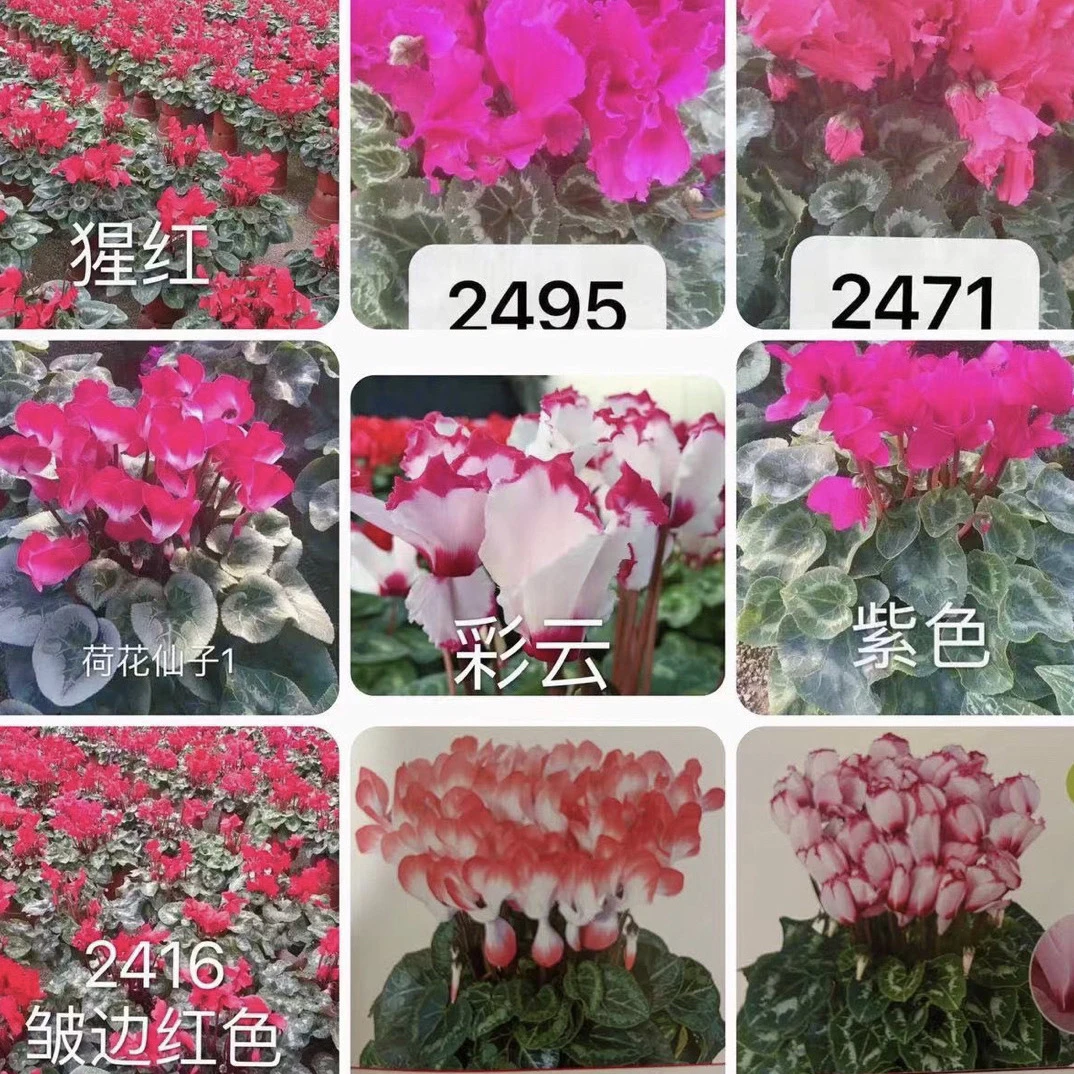 F1代大花仙客来苗，小苗不同色，开花同色包赔