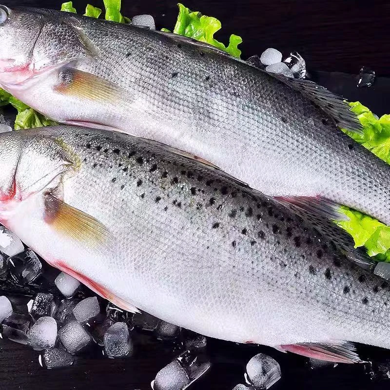 连云港发货 新鲜速冻生鲜美味开背处理鲈鱼450-550g/条*5条