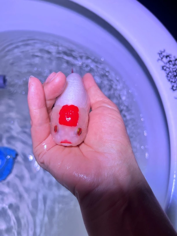 兰寿金鱼观赏鱼(顺丰到付！)