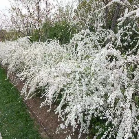 水培雪柳盆栽大苗土球整株喷雪花庭院花卉绿植雪柳鲜枝绣线菊懒人