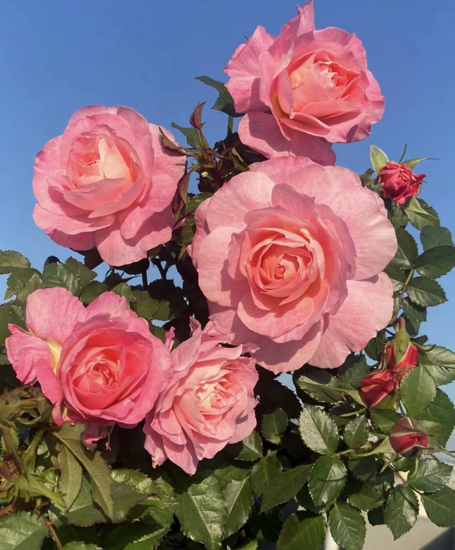 180盆【海神王】月季盆栽带花苞发货四季开花浓香大花型阳台四季开