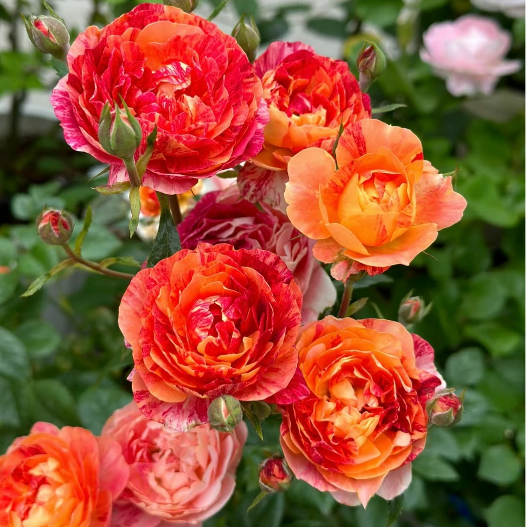 180盆【果汁飞贱】月季盆栽带花苞发货庭院阳台好养四季开花