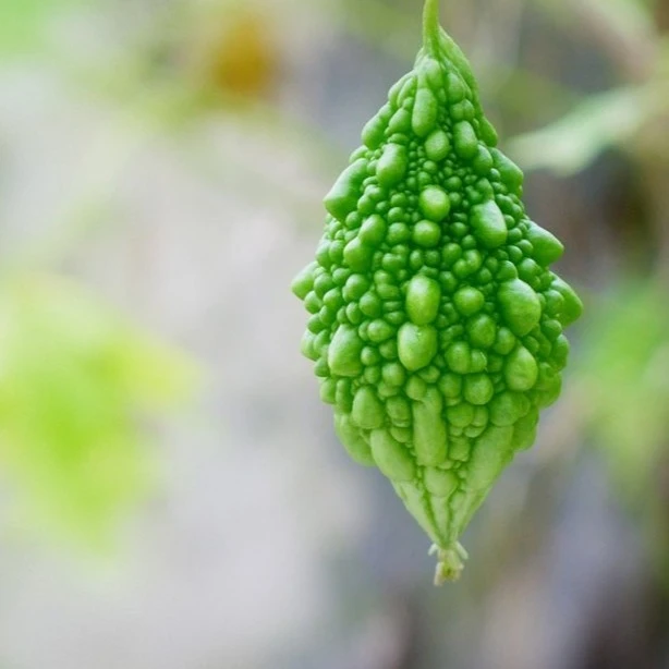 山苦瓜干片250克