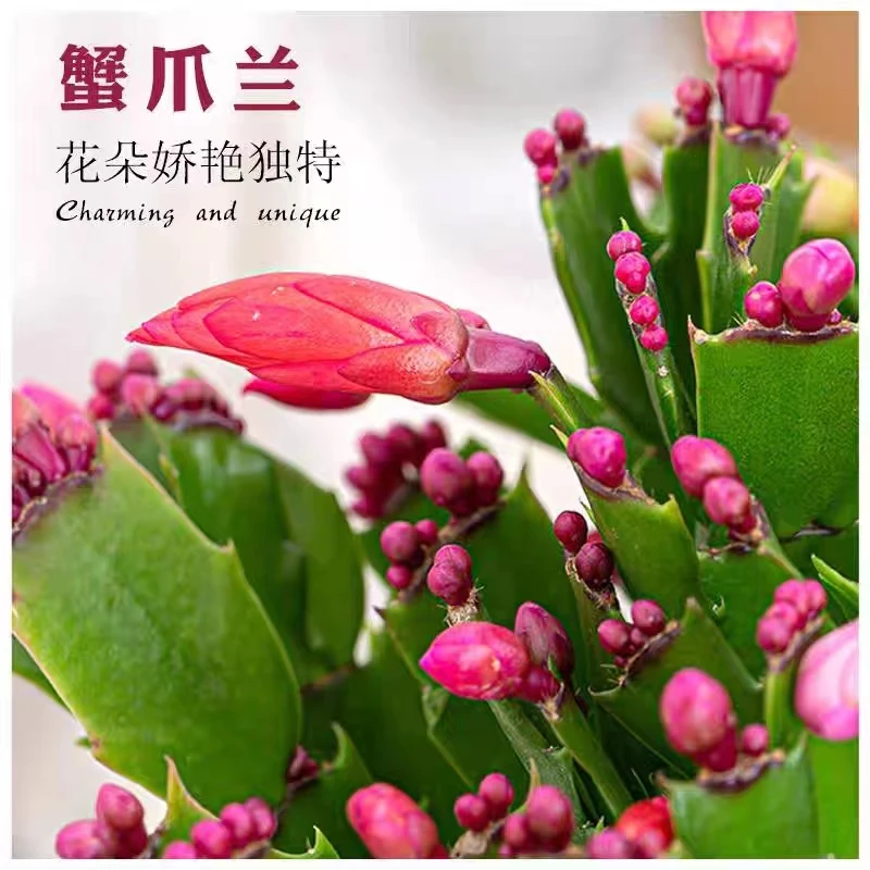 精品蟹爪兰不带花苞高档阳台室内客厅四季花卉绿植盆栽常年开花