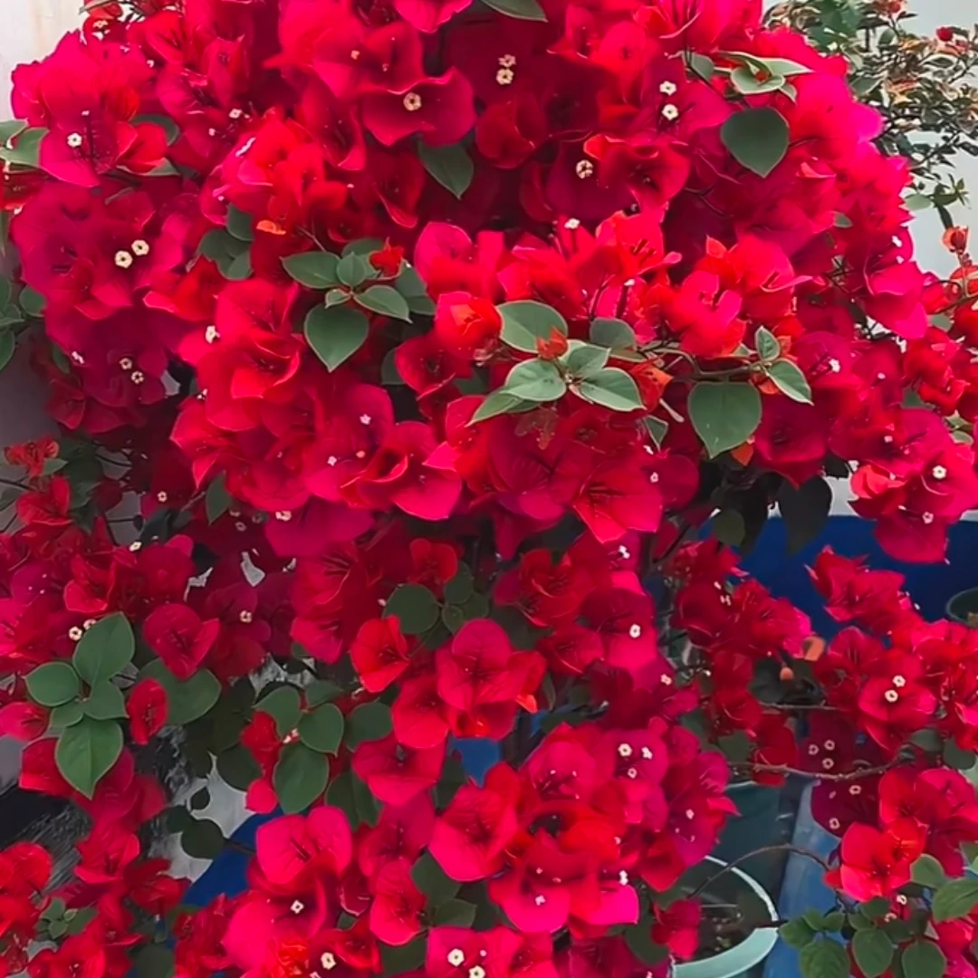 同安红三角梅老苗【基地直发掉花落叶属正常现象介意勿拍】一物一拍