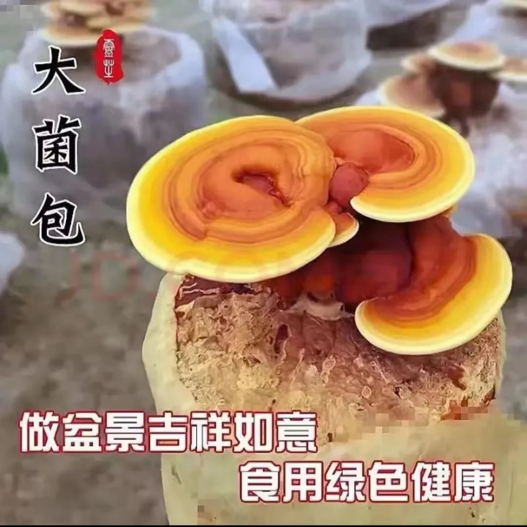 活体灵芝盆景室内南方北方皆可绿色观赏种植1-100