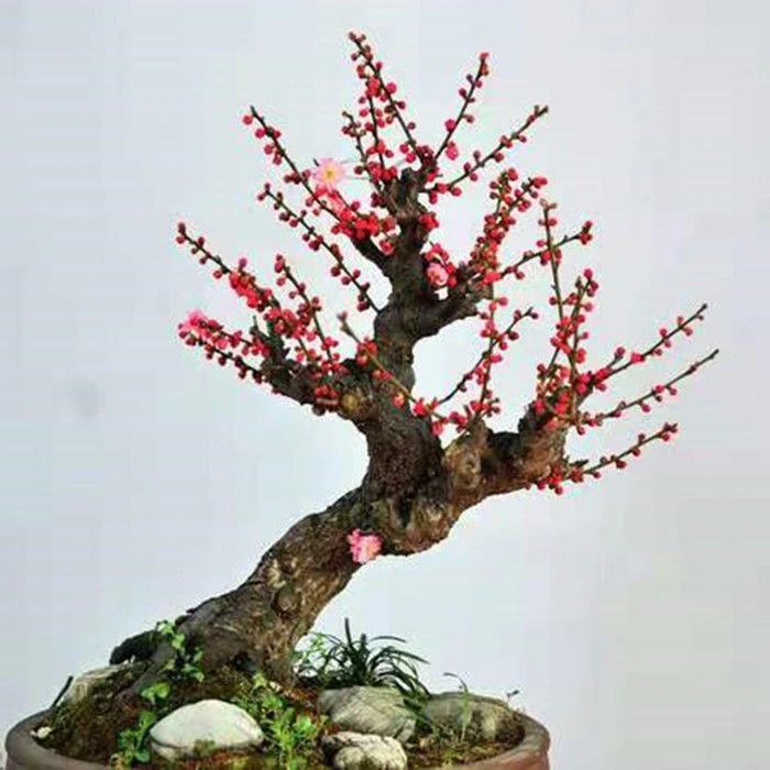 梅花盆景地栽盆栽一物一拍一梅旋风盆景