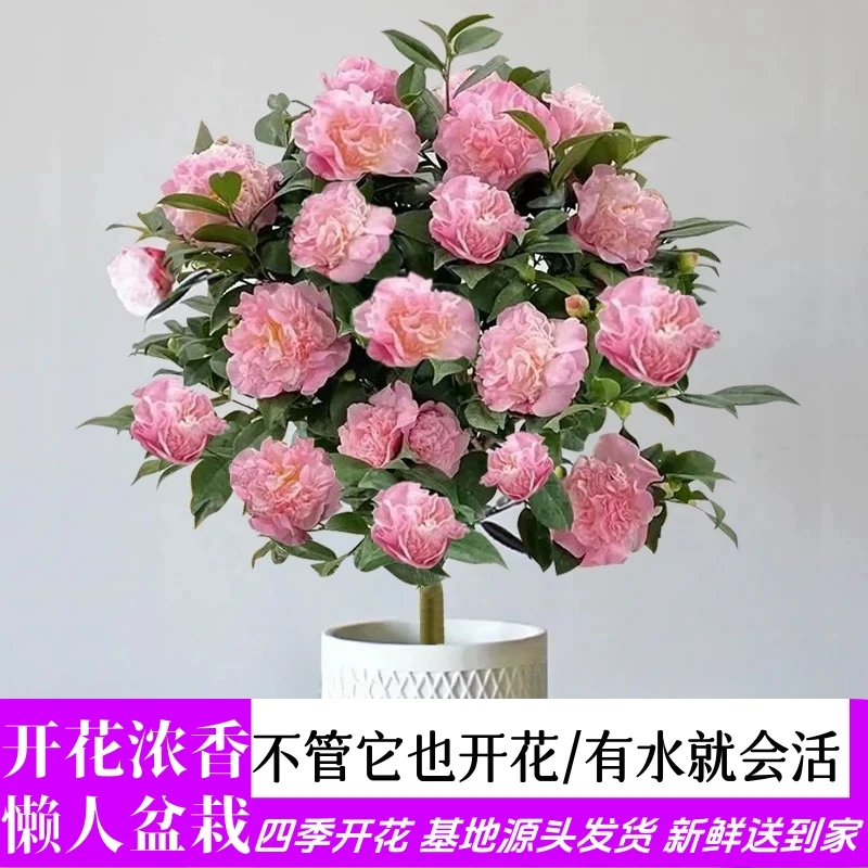 【稀缺品种】开花超美超香【香美人】4年苗茶花开花大花浓香型耐寒花