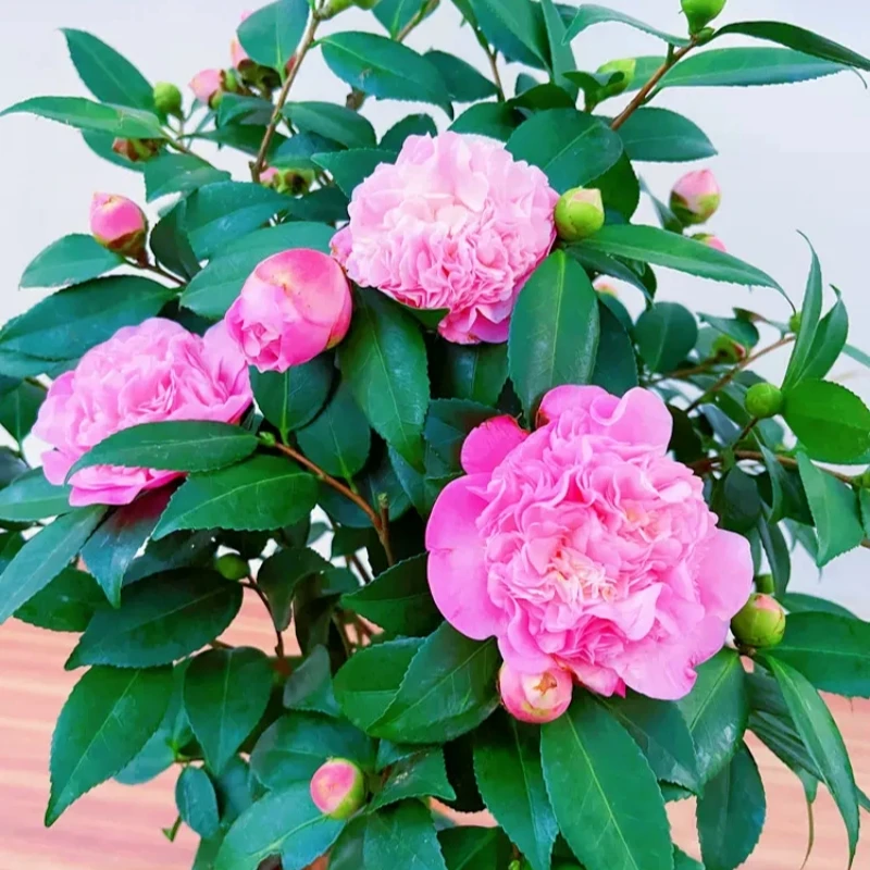 【香妃茶花】4年苗开花浓香型不带花苞发货室内外盆栽地栽庭院阳台