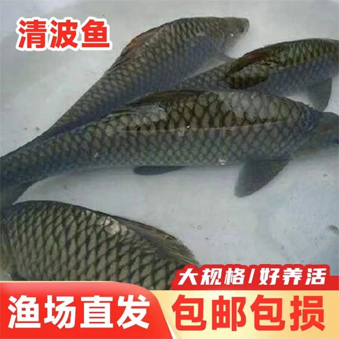 【左米】四川冰鲜青波运输包赔 每条2-10g左右 清波渔场发货