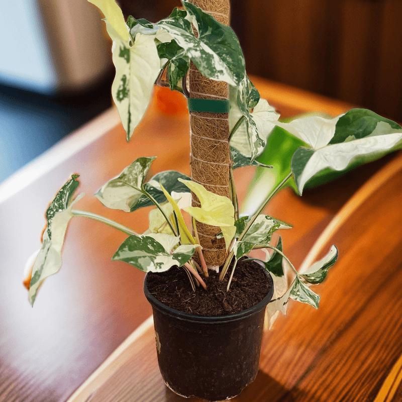 白锦合果芋，室内耐阴绿植花卉盆栽好养