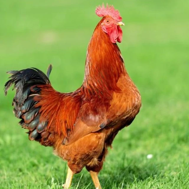 散养2年老公鸡，肉质紧实