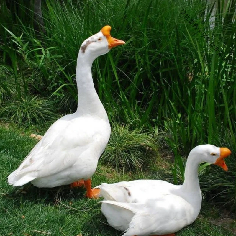 散养大鹅 满山吃草，稻谷，玉米长大的