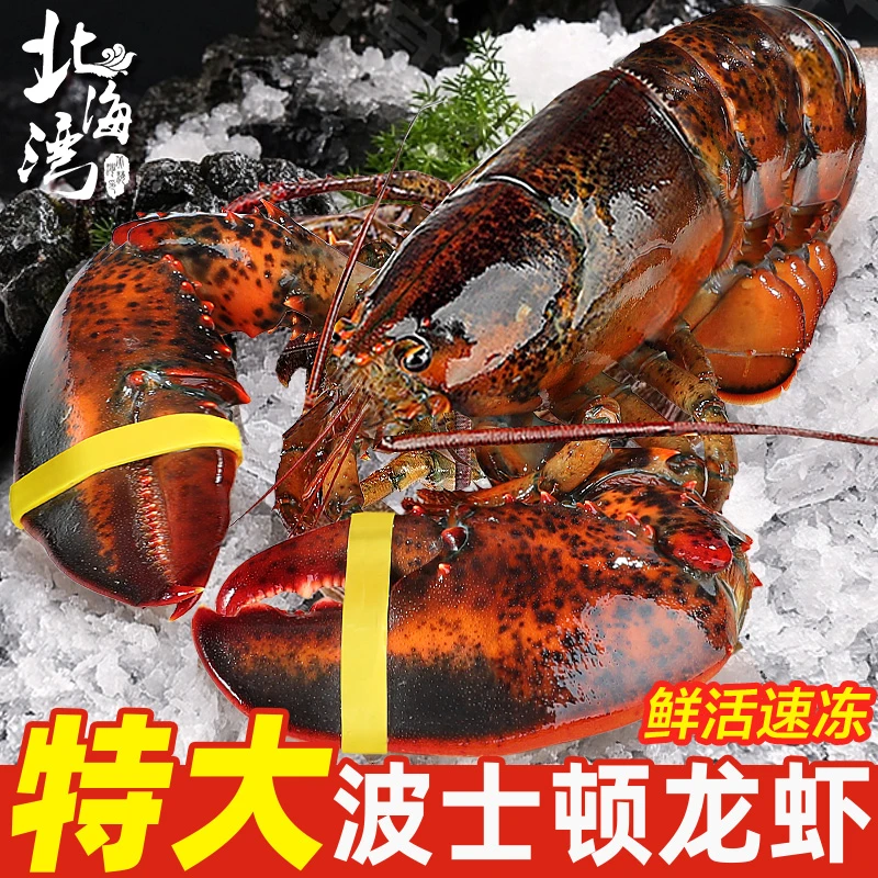活冻波士顿大龙虾冷冻海鲜顺丰包邮